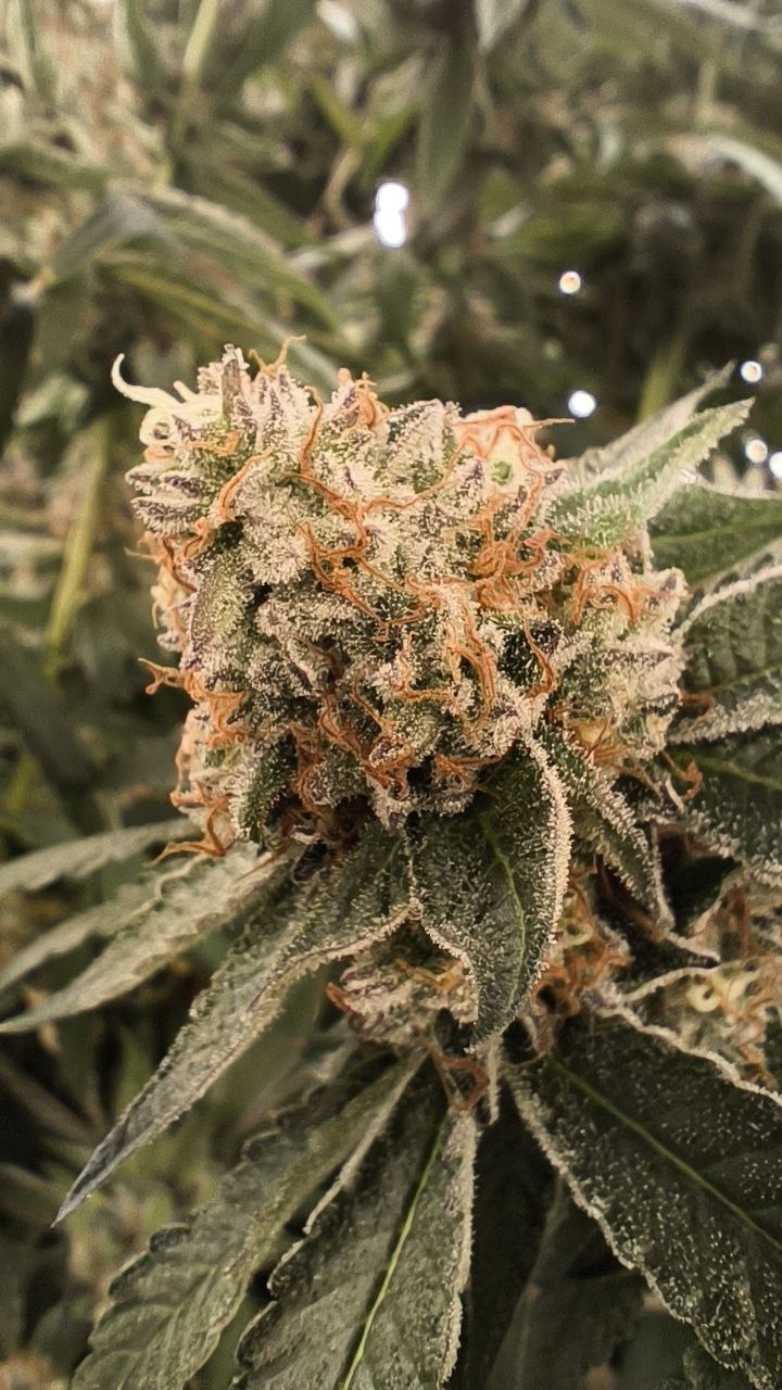 Slurricane
