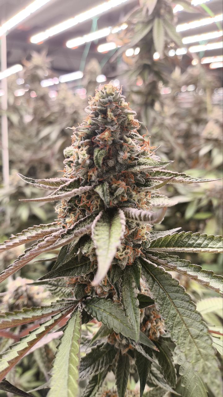 Slurricane