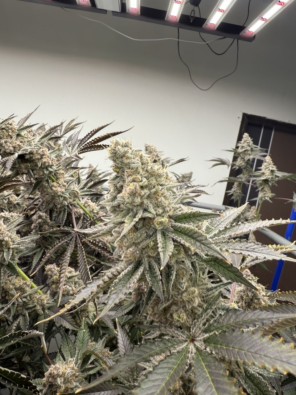 Alien OG