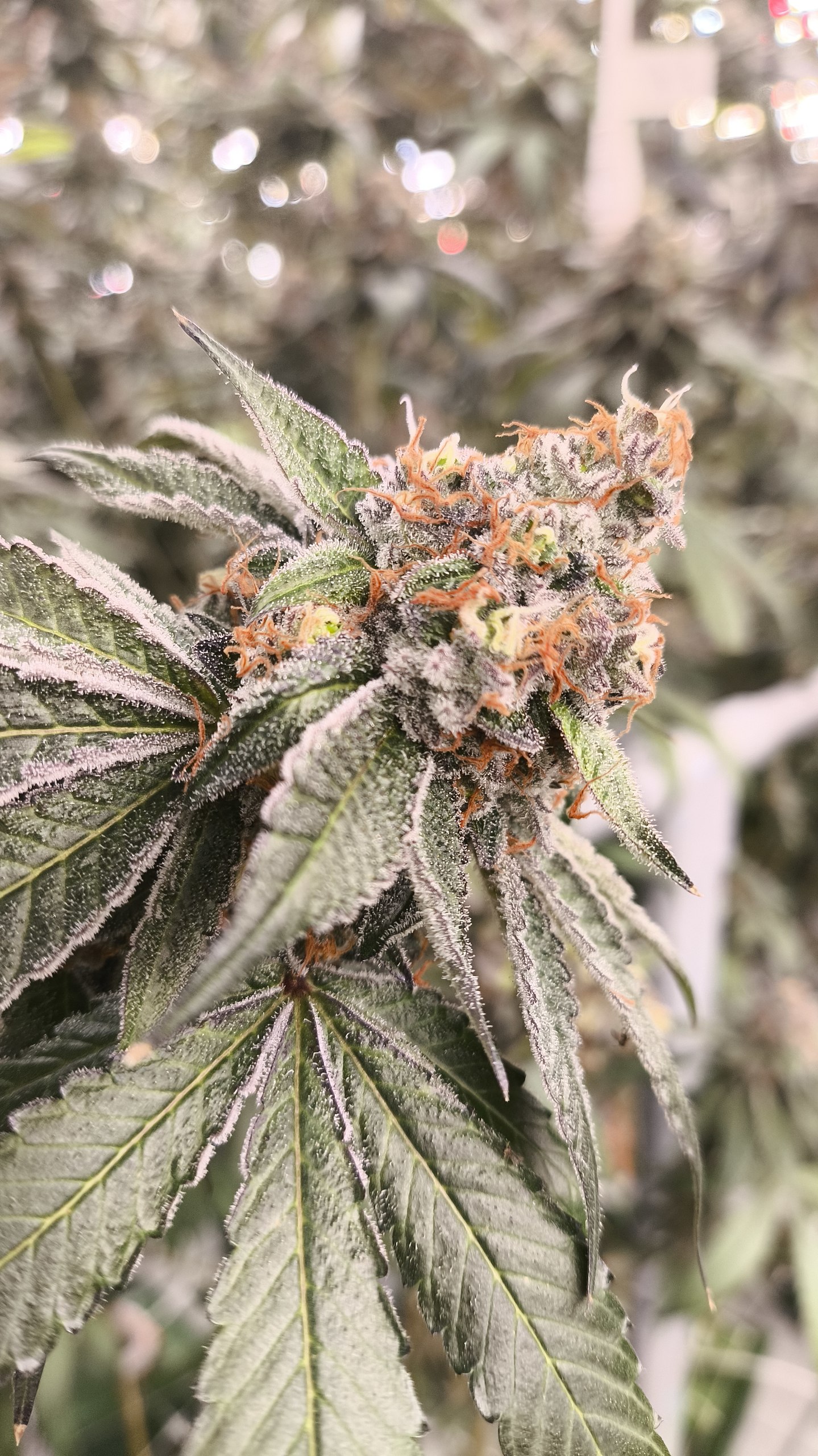 Slurricane