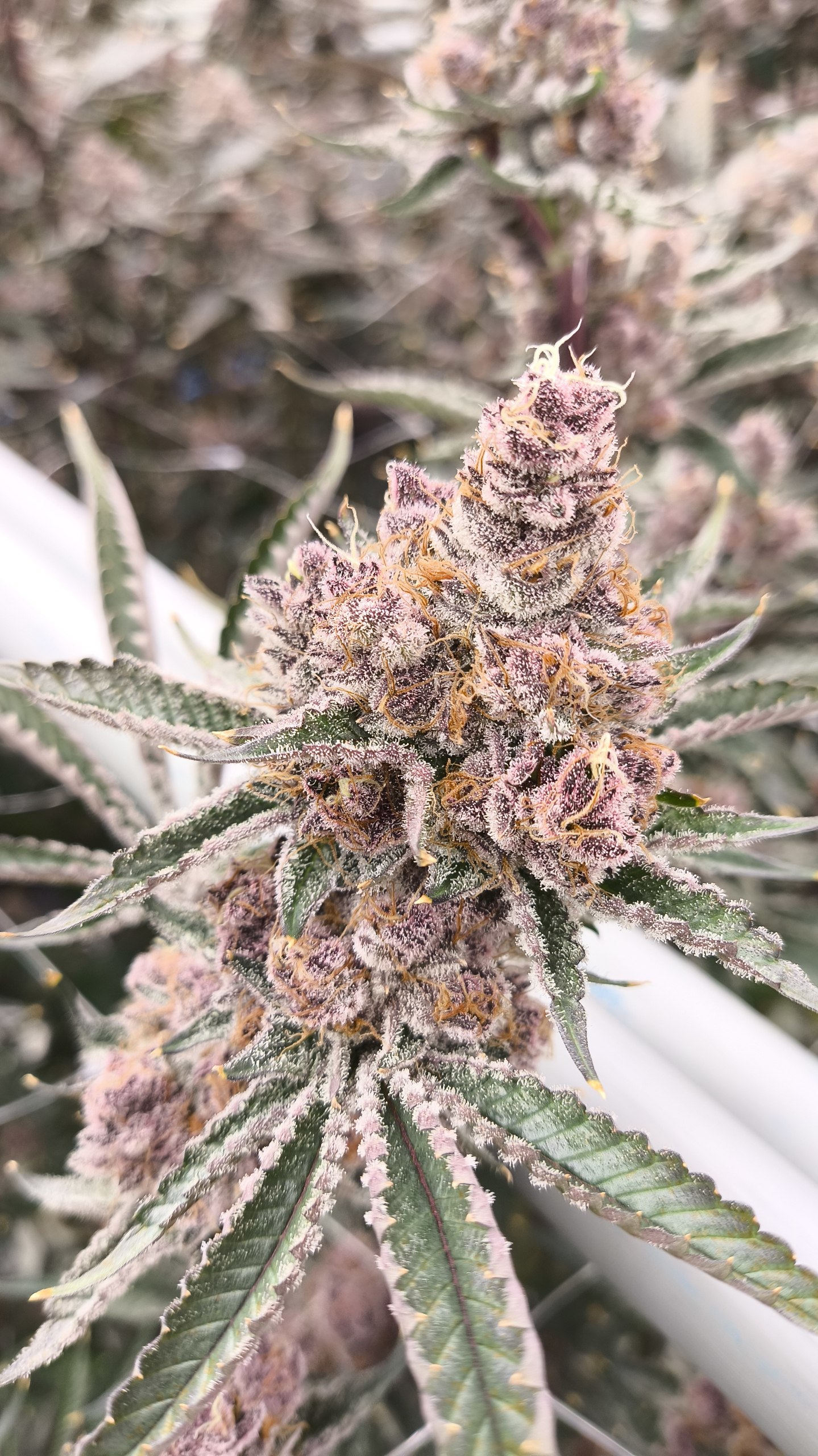 Tropicana Cherry