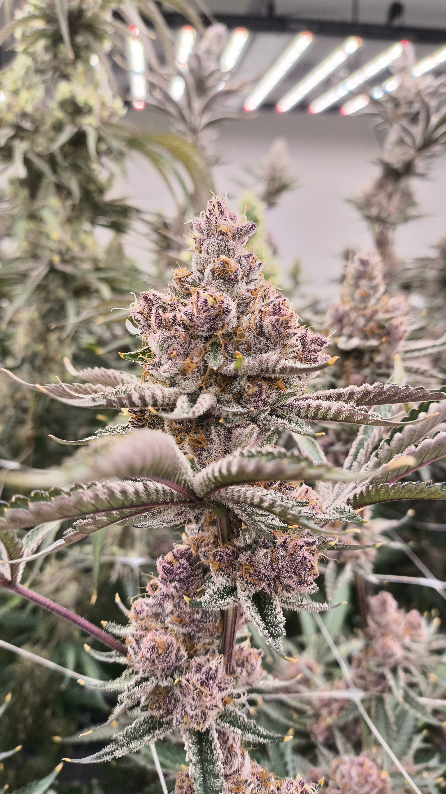 Tropicana Cherry