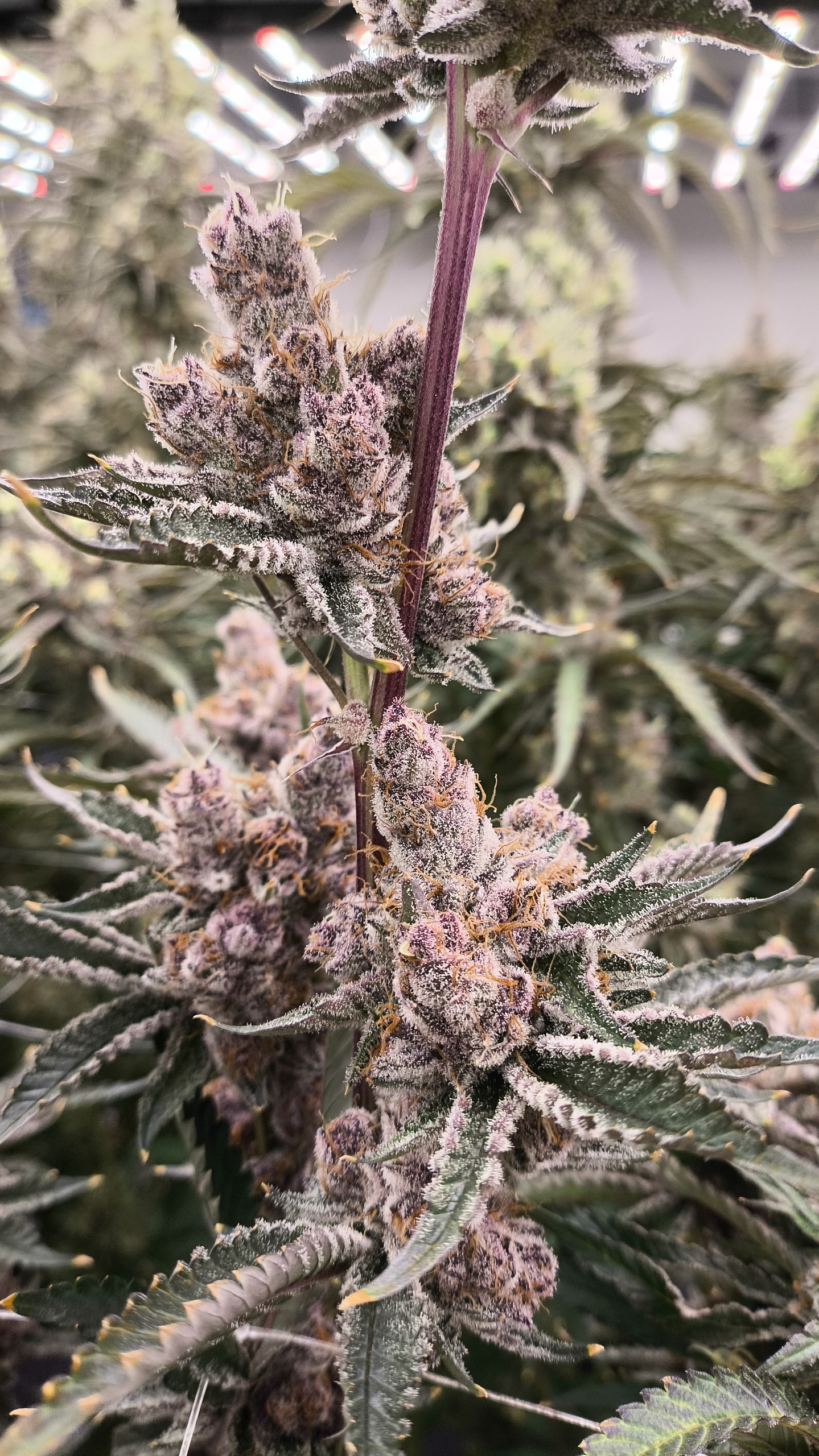 Tropicana Cherry