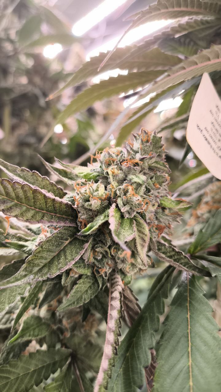 Slurricane